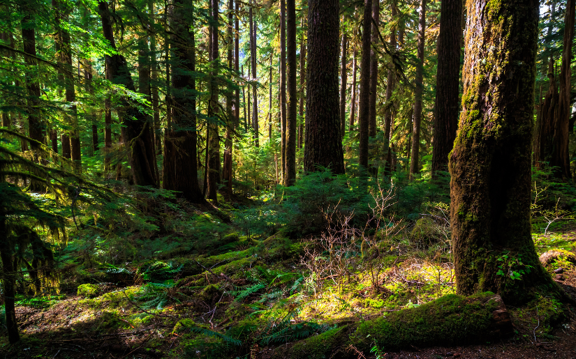 The U.S. Endowment for Forestry and Communities Initiates the Steps for a National Forest System Land Regional Risk Assessment